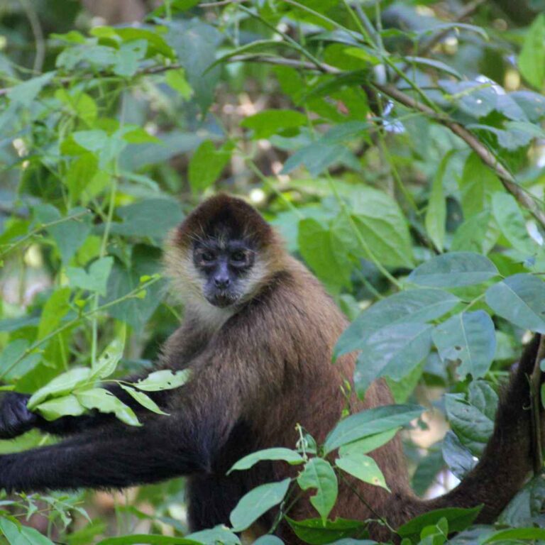 Parque Nacional Tortuguero – Costa Rica – Namubak (23)