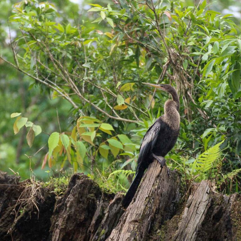 Parque Nacional Tortuguero – Costa Rica – Namubak (9)