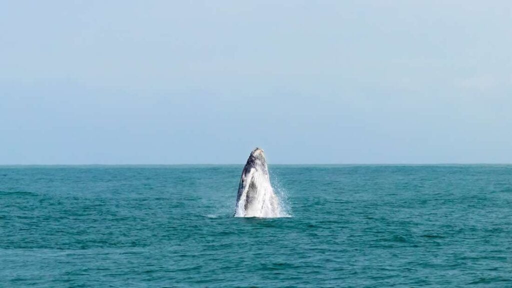 Foto de una Ballena Jorobada saltando en el Parque Nacional Marino Ballena