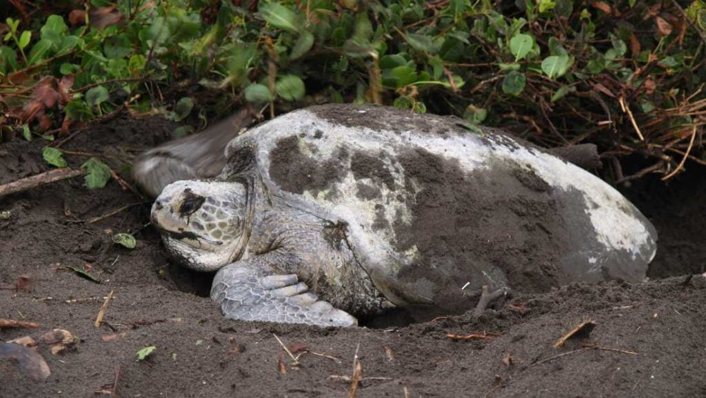 Foto de una tortuga en la arena en alguna playa del Parque Nacional Tortuguero