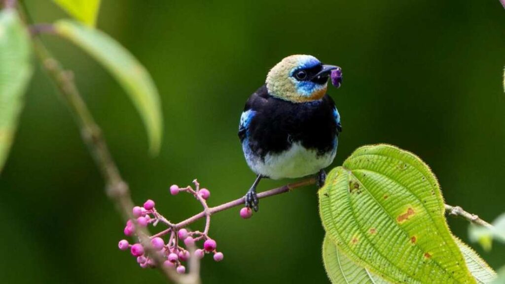 Foto de un pajaro en el parque nacional piedras blancas
