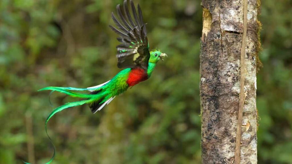 Un hermoso Quetzal con comida en el pico, las alas extendidas y listo para aterrizar en un arbol del Parque Nacional Los Quetzales, uno de los mejores Parques Nacional en Costa Rica para el avistamiento de aves.