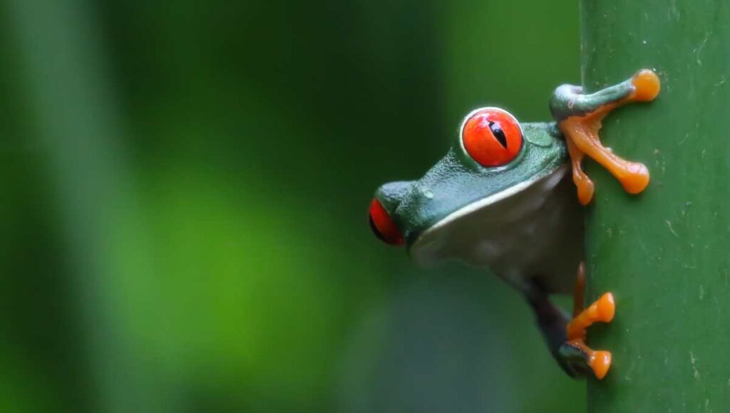 Foto de una rana verde en Costa Rica
