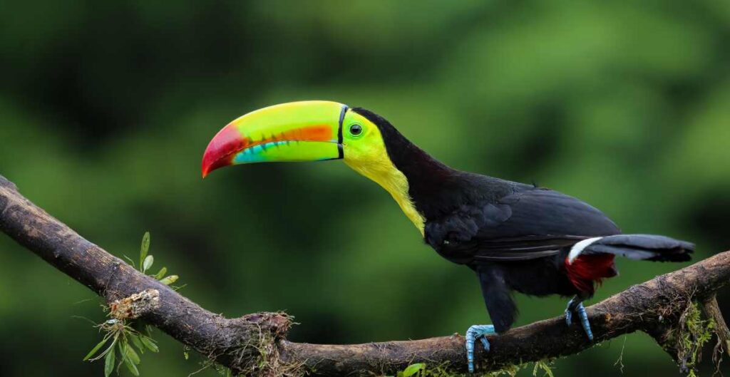 Foto de un tucan en una reserva natural de costa rica
