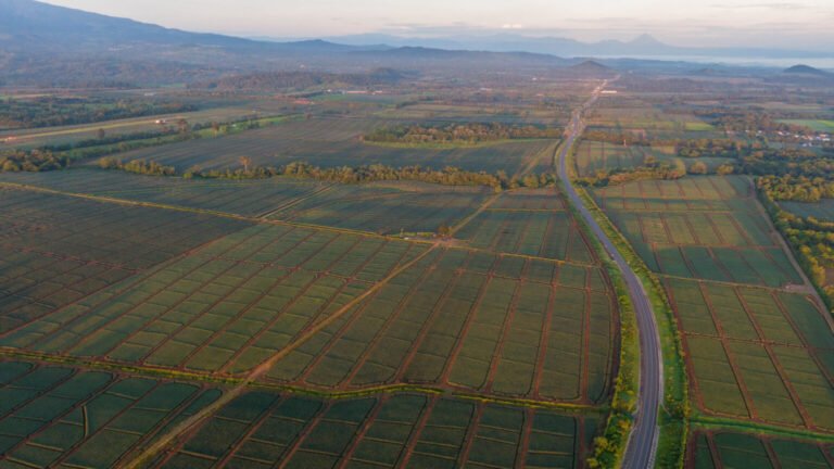 Foto aerea de una plantación de piña en costa rica