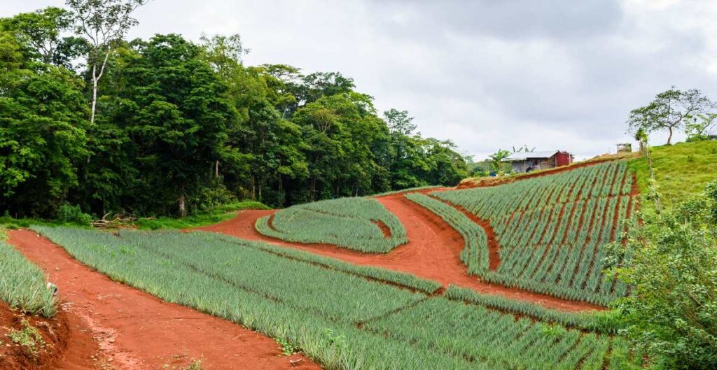 plantacion de piña en costa rica1