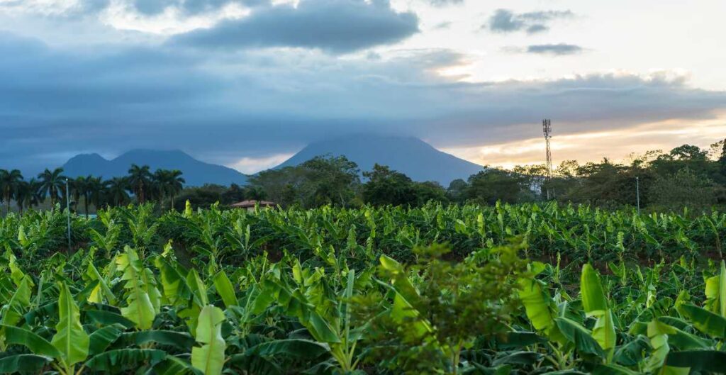 foto de una plantacion de piña en costa rica2