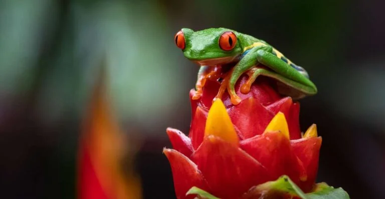 Foto de una Rana Verde para ilustrar la biodiversidad de cost rica