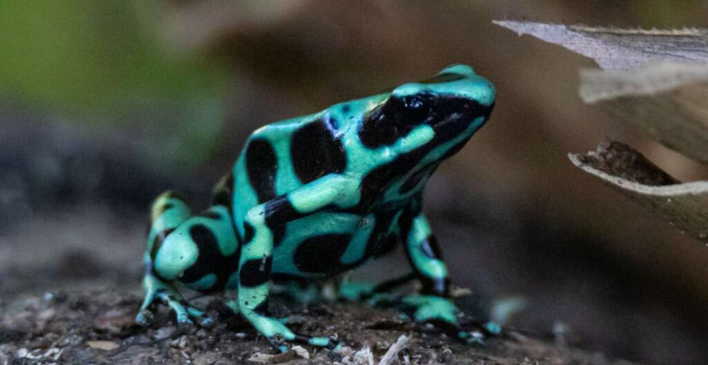 Foto de una rana dardo venenosa, una de las tantas especies de la biodiversidad de costa rica
