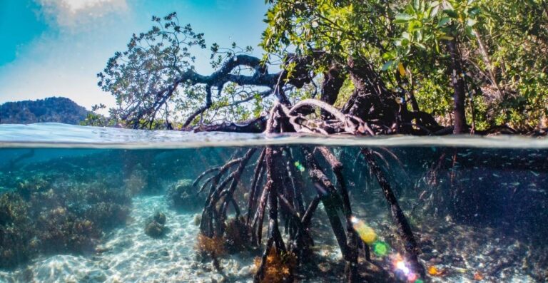 Foto de un arbol de mangle para demostrar la importancia de los manglares de costa rica