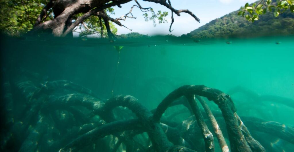 Foto de un arbol de mangle bajo el agua 
para demostrar la importancia de los manglares de costa rica