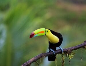 Foto de un tucan para ilustrar los Animales Simbolos de Costa Rica