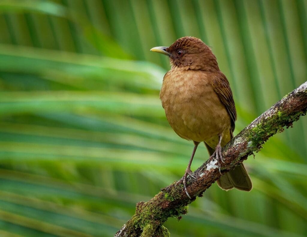 yiguirro - simbolo nacional de costa rica