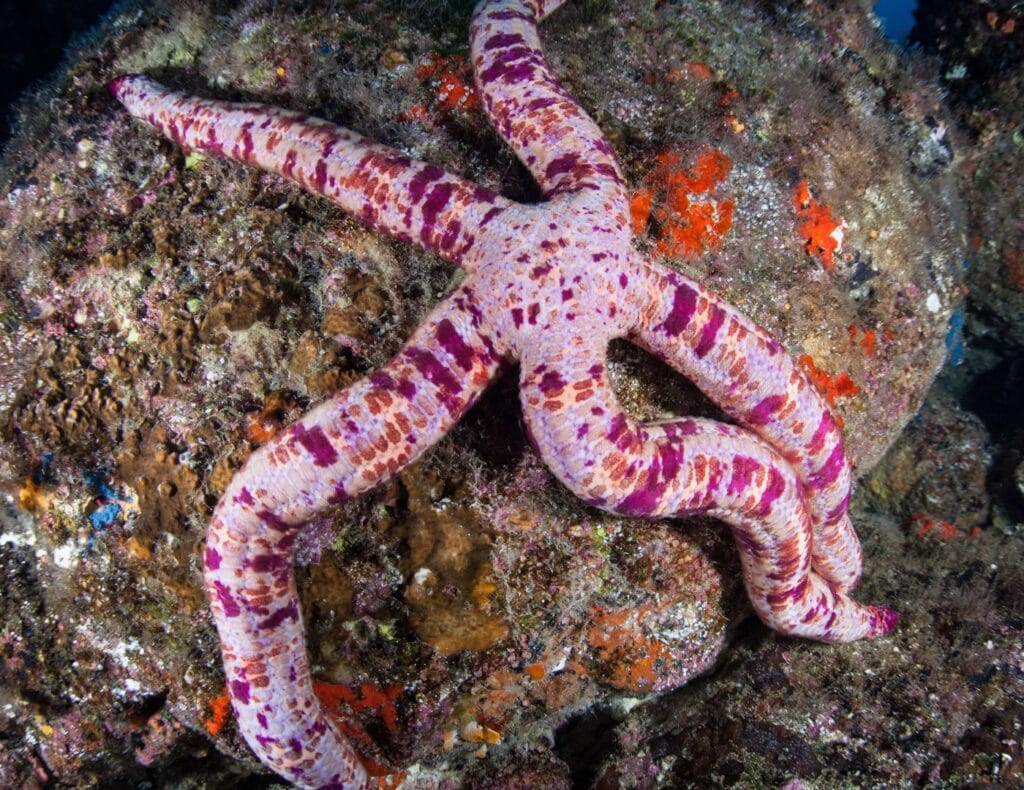 Foto de una estrella de mar rosada en el aisla del coco costa rica
