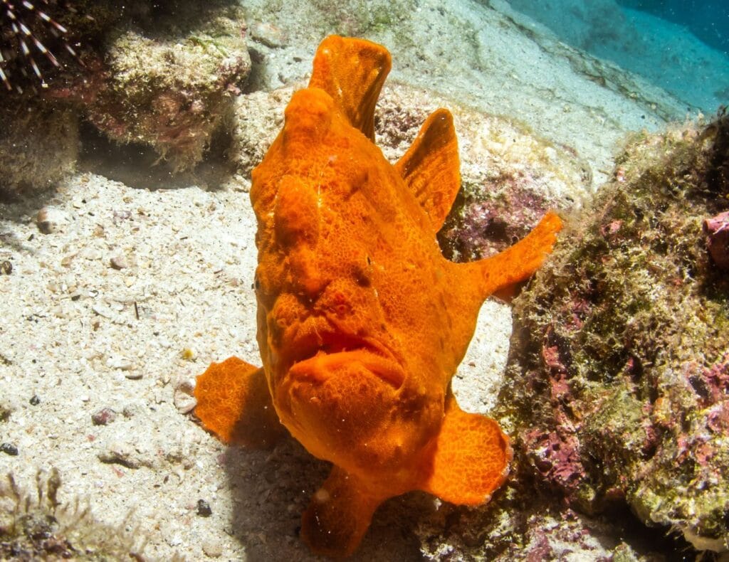 Foto de un Pez Sapo o Frog Fish en el Parque Nacional Isla del Coco