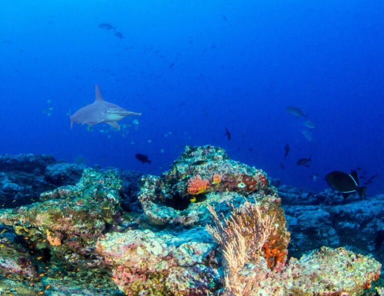 Panorámica submarina de arrecifes coralinos llenos de vida marina en la Isla del Coco Costa Rica, un sitio de conservación marina.