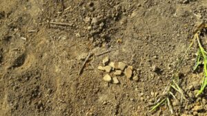 Fragmentos de cerámica encontrados en el sitio del cementerio indígena de San Juanillo, dañado por la gentrificación y el desarrollo inmobiliario.