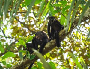 Foto de 2 monos aulladores, una de las especies mas abundantes de monos de costa rica