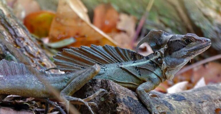 Foto de un basilisco en B. b. barbouri from Minca, Colombia foto por César Barrio-Amorós).