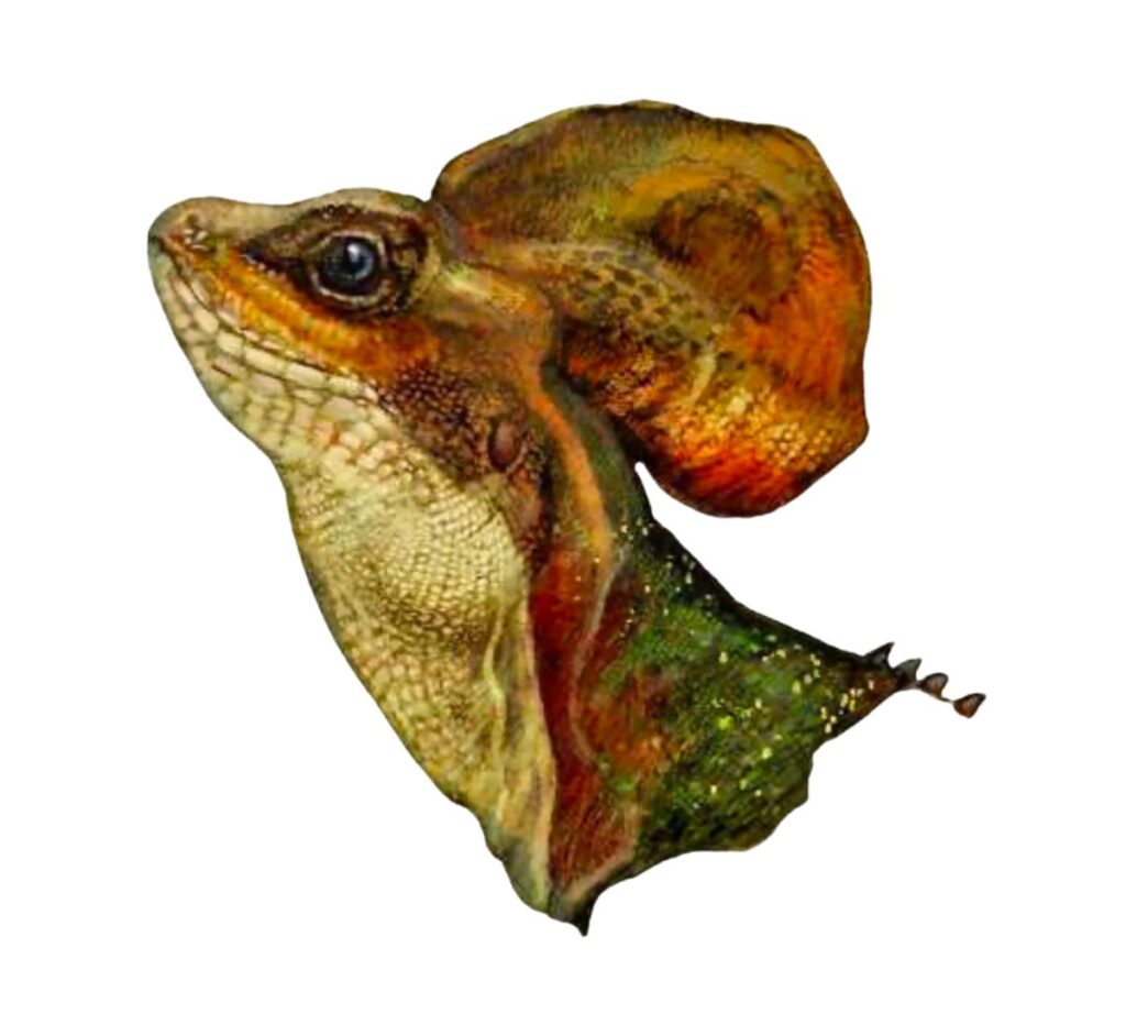 retrate de un Basiliscus galeritus