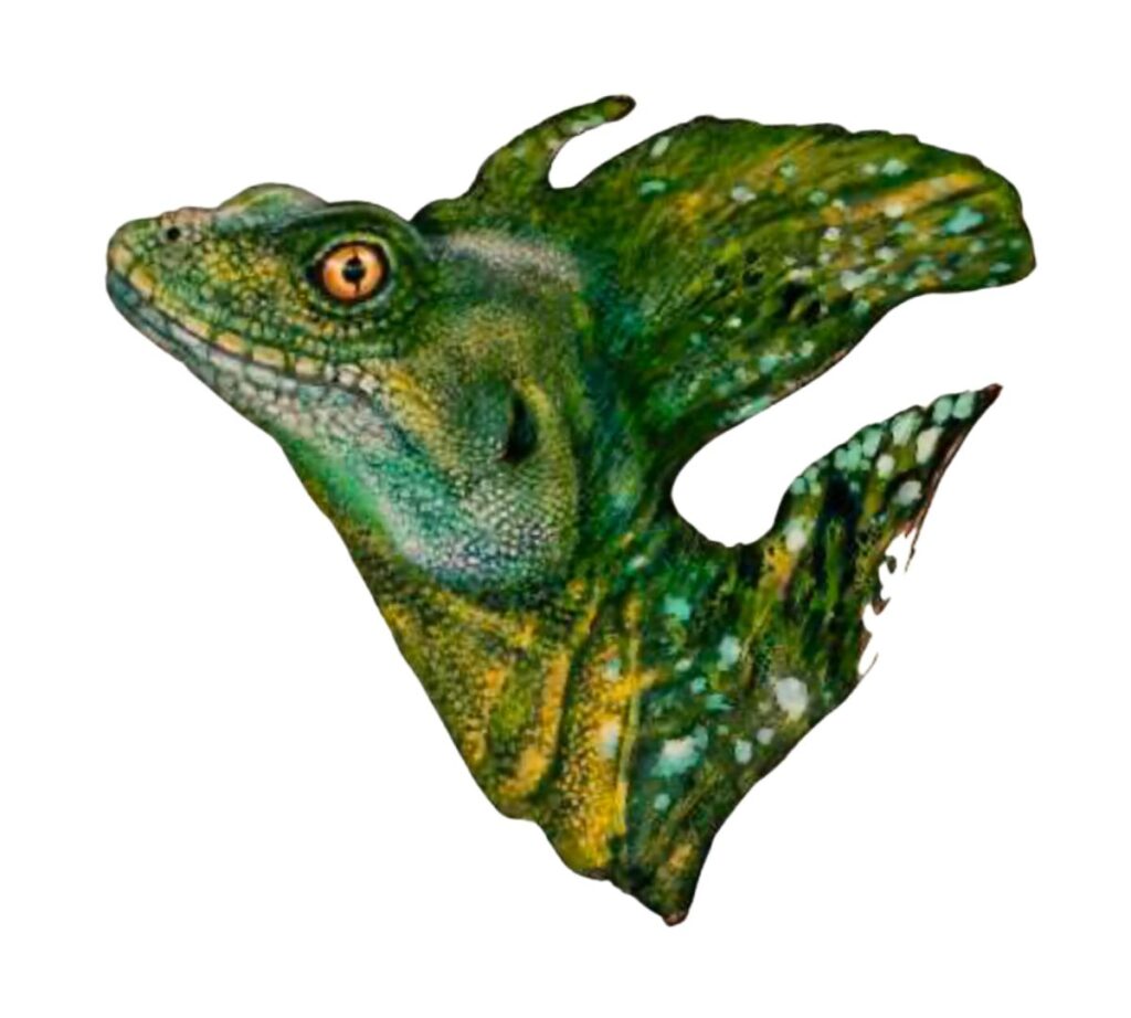 retrato del basilisco Basiliscus plumifrons (Cope, 1875)