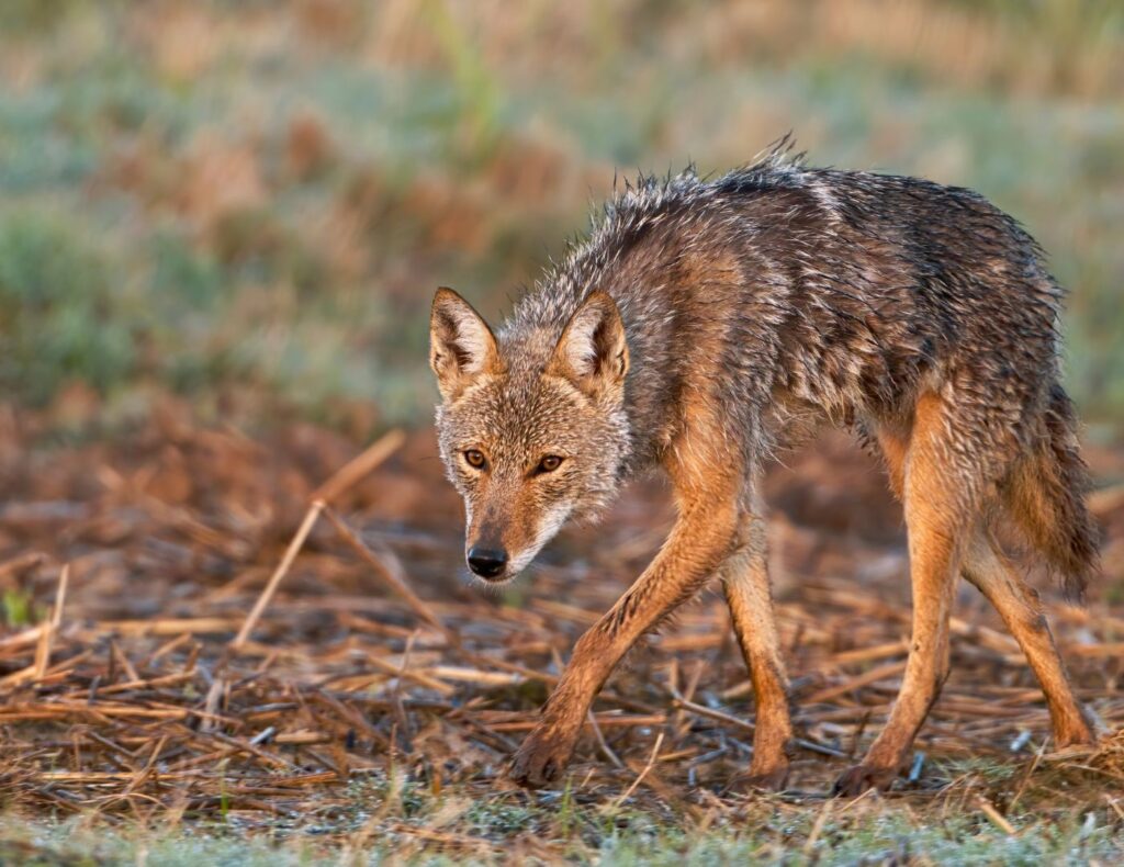 Un coyote (Canis latrans) deambulando por un ecosistema natural en Costa Rica. Especie adaptable dentro de los cánidos silvestres.