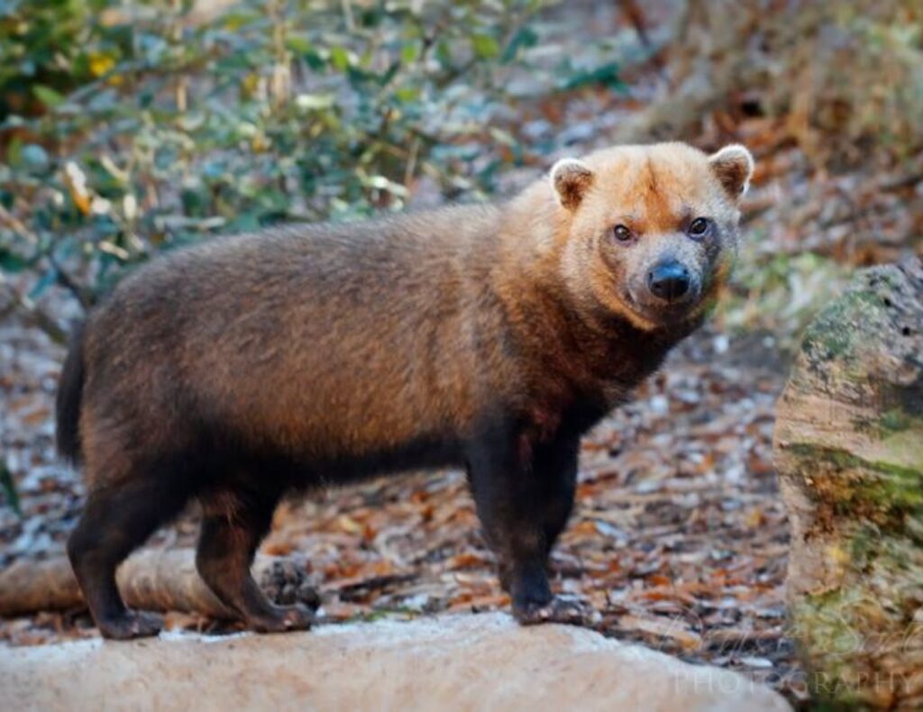 Fotografía del perro vinagre (Speothos venaticus), uno de los cánidos silvestres más difíciles de observar en Costa Rica.