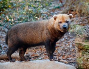 Fotografía del perro vinagre (Speothos venaticus), uno de los cánidos silvestres más difíciles de observar en Costa Rica.