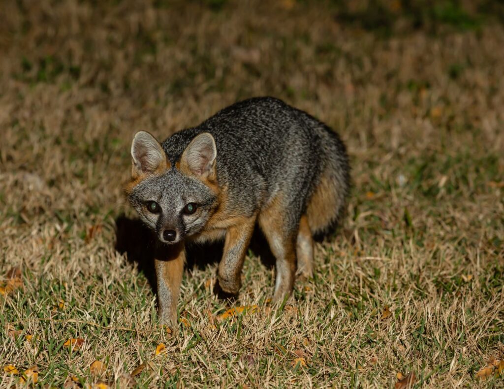 Un zorro gris (Urocyon cinereoargenteus) en su hábitat natural. Es el único cánido silvestre en América con la habilidad de trepar árboles.