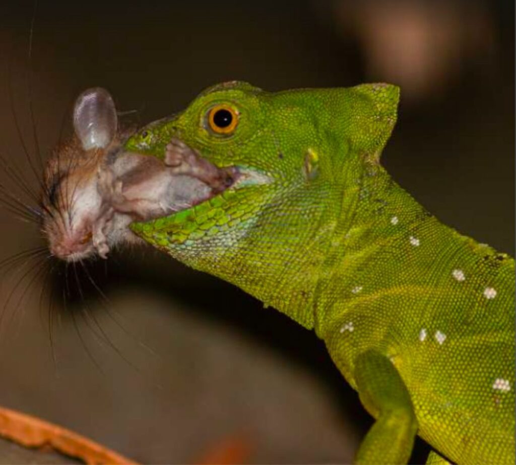 Hembra adulta de Basiliscus plumifrons devorando un roedor (Nyctomys sumichrasti) en Selva Verde Lodge, Sarapiquí, Costa Rica. Foto: Randy Alvarado.






