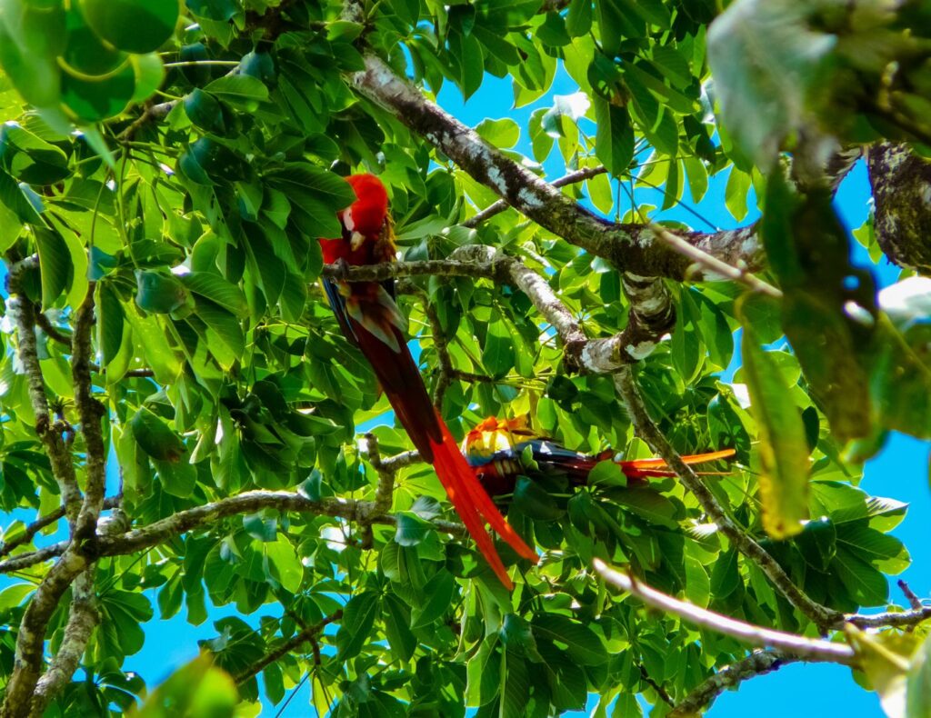 Foto de 2 guacamayas rojas o lapas en unos arboles del Parque Nacional Corcovado