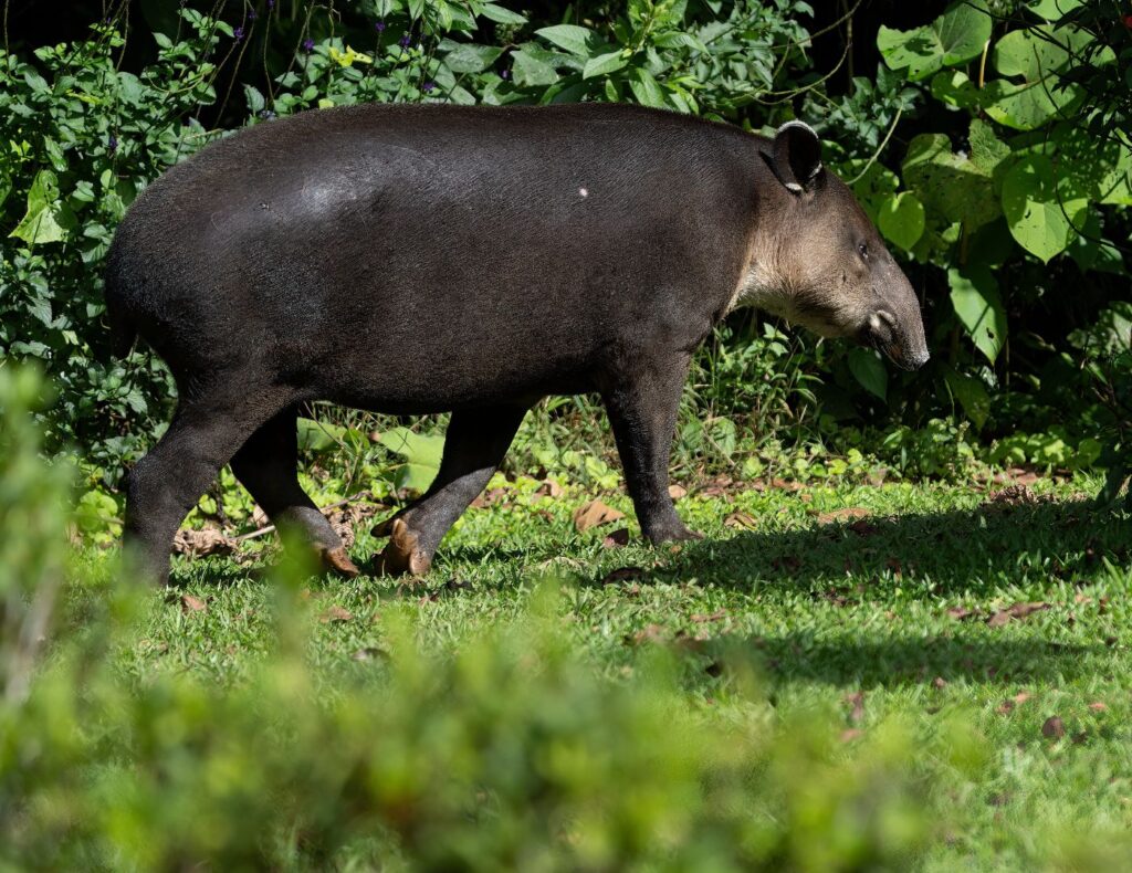 Foto de una Danta o Tapir en el Parque Nacional Corcovado