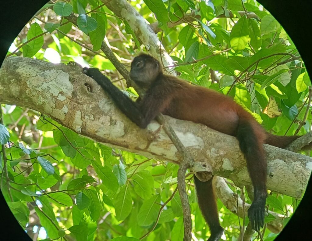 Foto de un mono araña en un arbol del Parque Nacional Corcovado