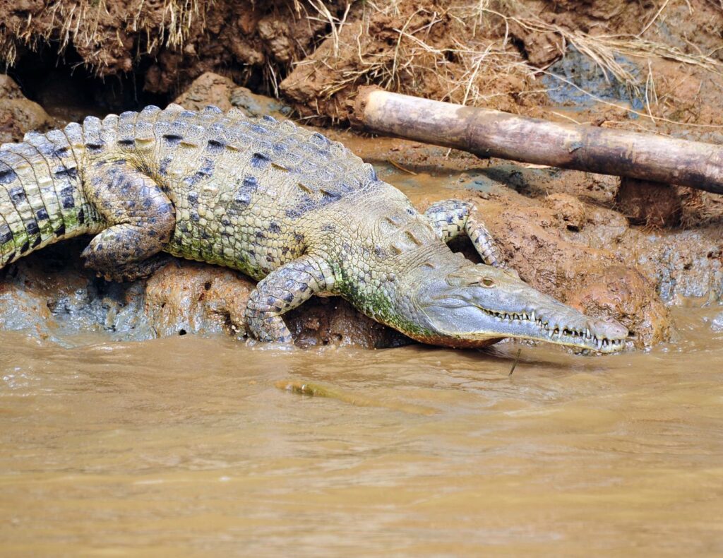 Foto de un cocodrilo en alguno de los rios o manglares del Parque Nacional Corcovado