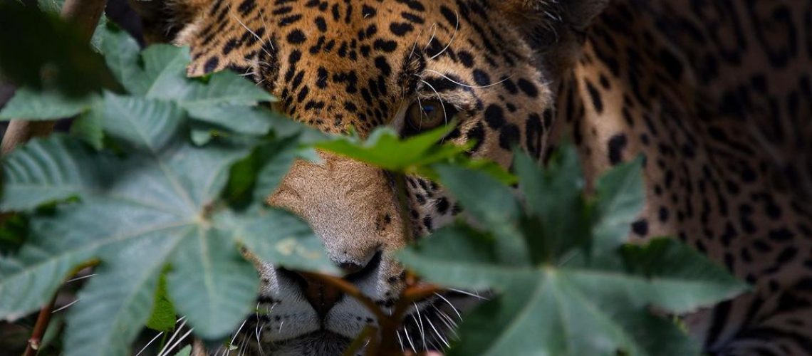 Threatened Cats - Costa Rica - Namubak